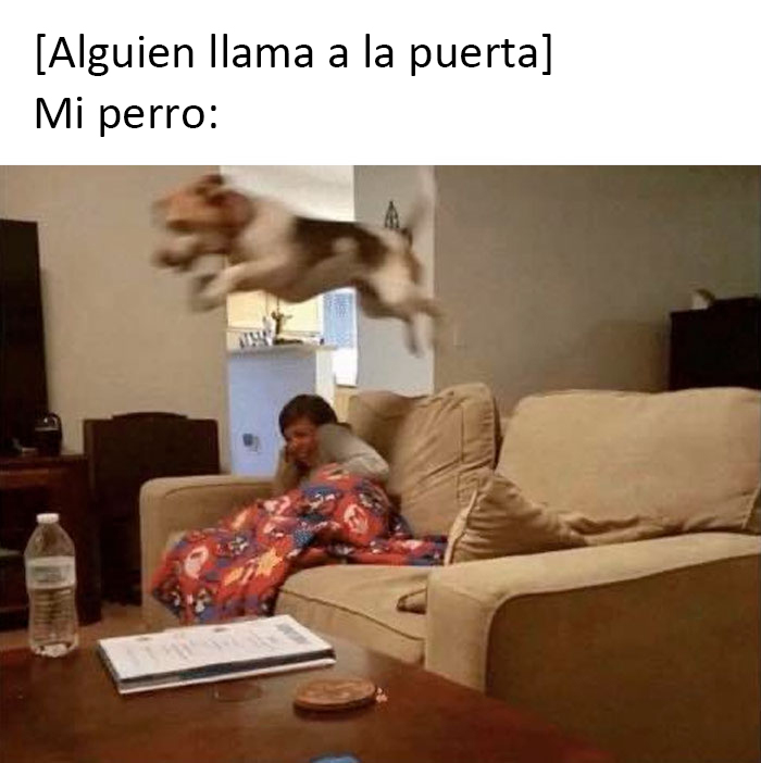 This Twitter Page Is Dedicated To Mischievous Animal Memes, Here Are 35 Of The Funniest Ones