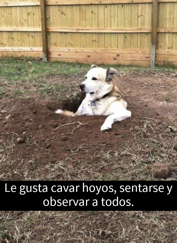 El perro se sienta como un cuarentón al cuidado de sus hijos