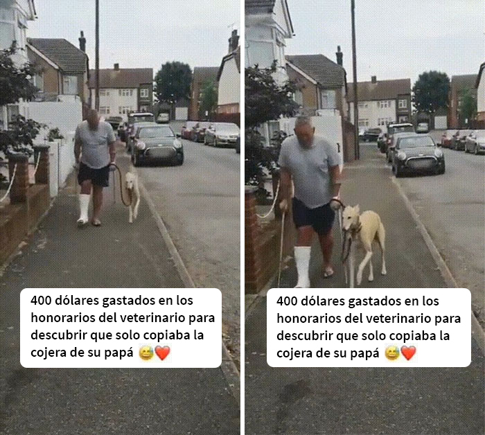 Un perro copia el comportamiento de su dueño