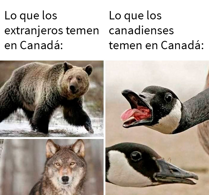 'O Canada': This Online Page Shares Memes About Life In Canada That Sum Up The Country Perfectly