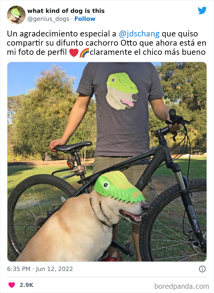 "What Kind Of Dog Is This": 50 Hilarious Dog Photos To Put A Smile On Your Face, As Shared On This Twitter Page (New Pics)