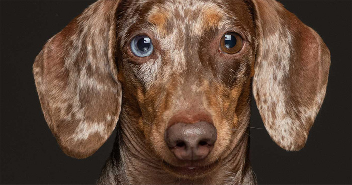 Fotografié a perros de rescate con pedigrí para demostrar que no solo los mestizos acaban en los refugios (20 fotos)