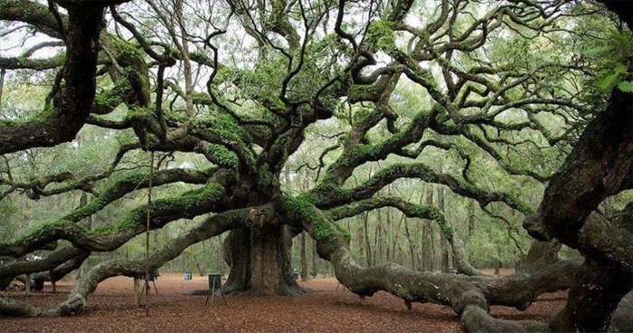 40 Fotos de cosas enormes que asustarán a la gente con megalofobia (nuevas imágenes)