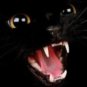 franciscosanchezmillan avatar