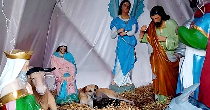 Esta mamá perro sorprendió a todos dando a luz a sus cachorritos en un Nacimiento en Palenque, México