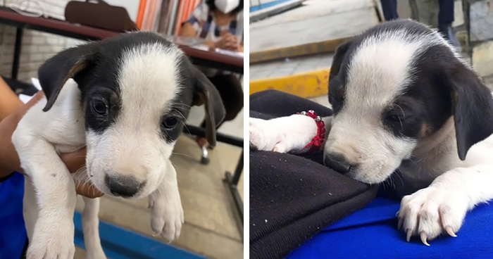 Esta escuela mexicana decidió adoptar a un perrito después de que lo encontraran abandonado, y todos los estudiantes cooperan para ayudarlo