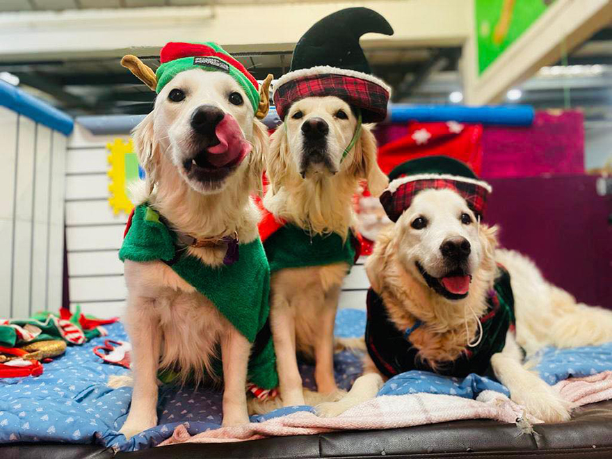 En esta guardería canina los perros también celebran la Navidad