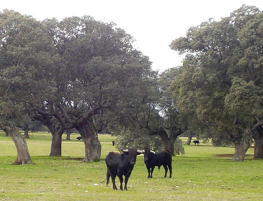 Internautas celebran la suspensi&oacute;n de corridas de toros en la Plaza M&eacute;xico