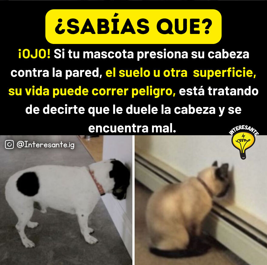 "Sabías Que... Los Secretos Y Curiosidades Del Mundo Desvelados" "Sabías Que... Los Secretos Y Curiosidades Del Mundo Desvelados"
