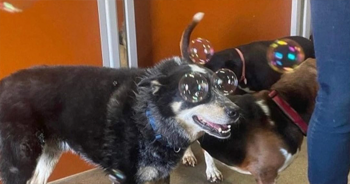 «Surrealismo accidental»: 40 imágenes increíbles que tendrás que mirar 2 veces (nuevas fotos)