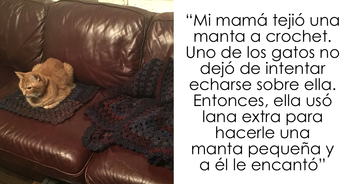 20 Acertados memes sobre gatos que muestran cómo es convivir con ellos