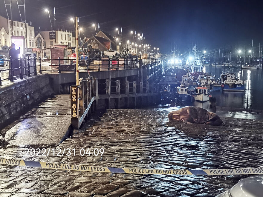 Thor, la morsa que visit&oacute; Scarborough y encant&oacute; a todos los vecinos