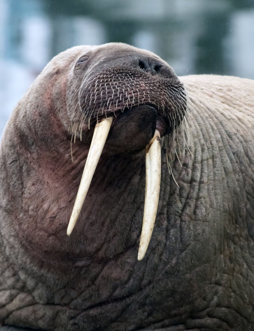 Thor, la morsa que visit&oacute; Scarborough y encant&oacute; a todos los vecinos