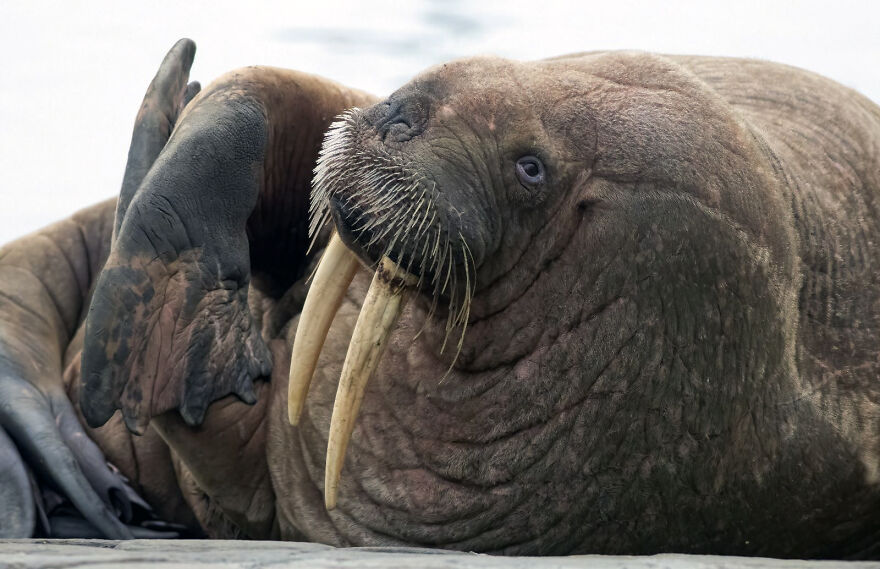 Thor, la morsa que visit&oacute; Scarborough y encant&oacute; a todos los vecinos