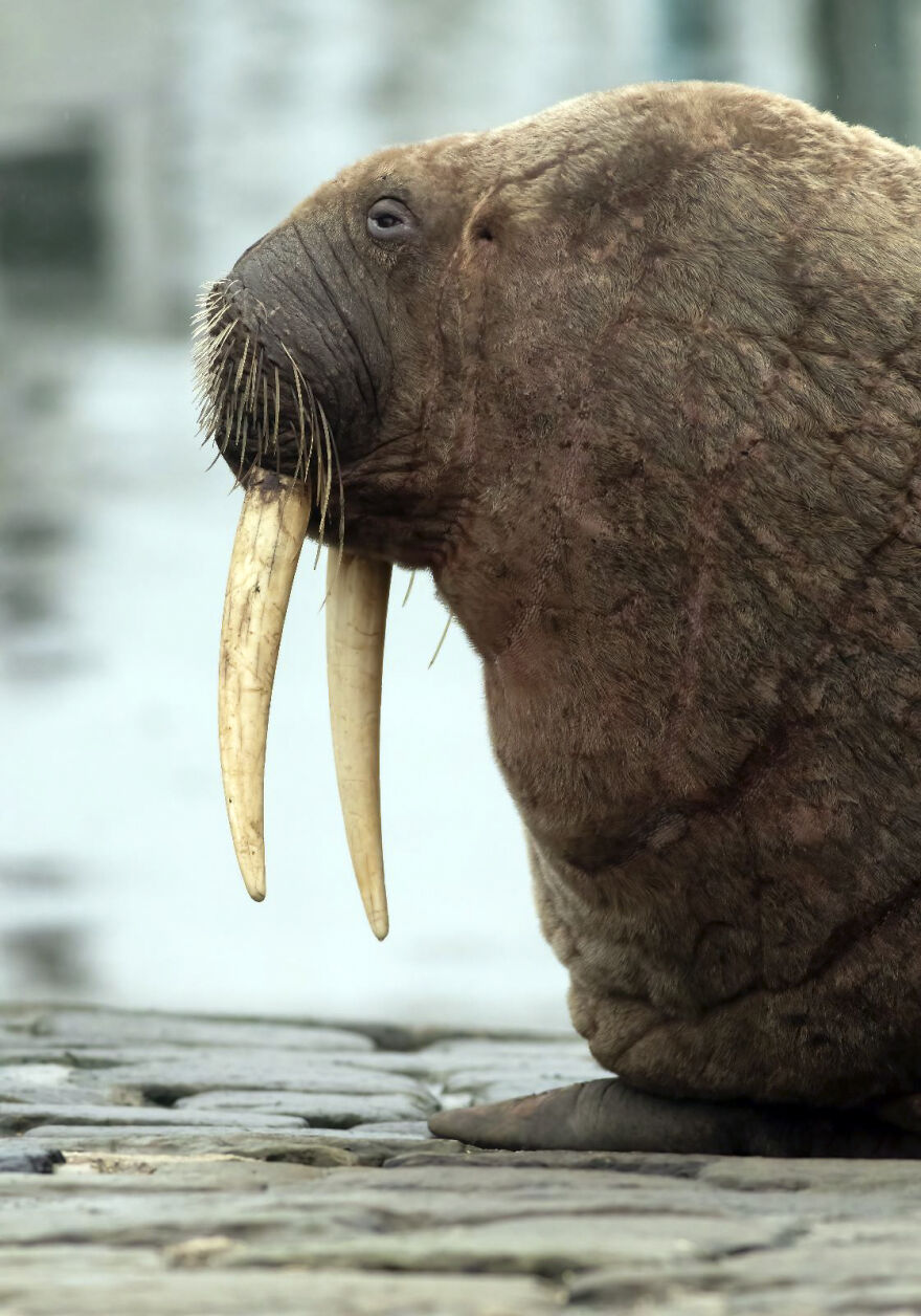 Thor, la morsa que visit&oacute; Scarborough y encant&oacute; a todos los vecinos