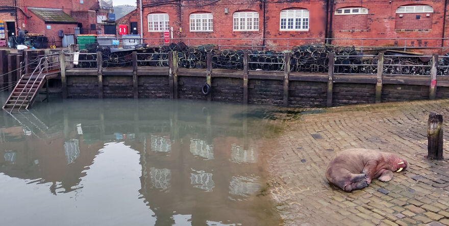 Thor, la morsa que visit&oacute; Scarborough y encant&oacute; a todos los vecinos