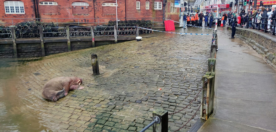 Thor, la morsa que visit&oacute; Scarborough y encant&oacute; a todos los vecinos