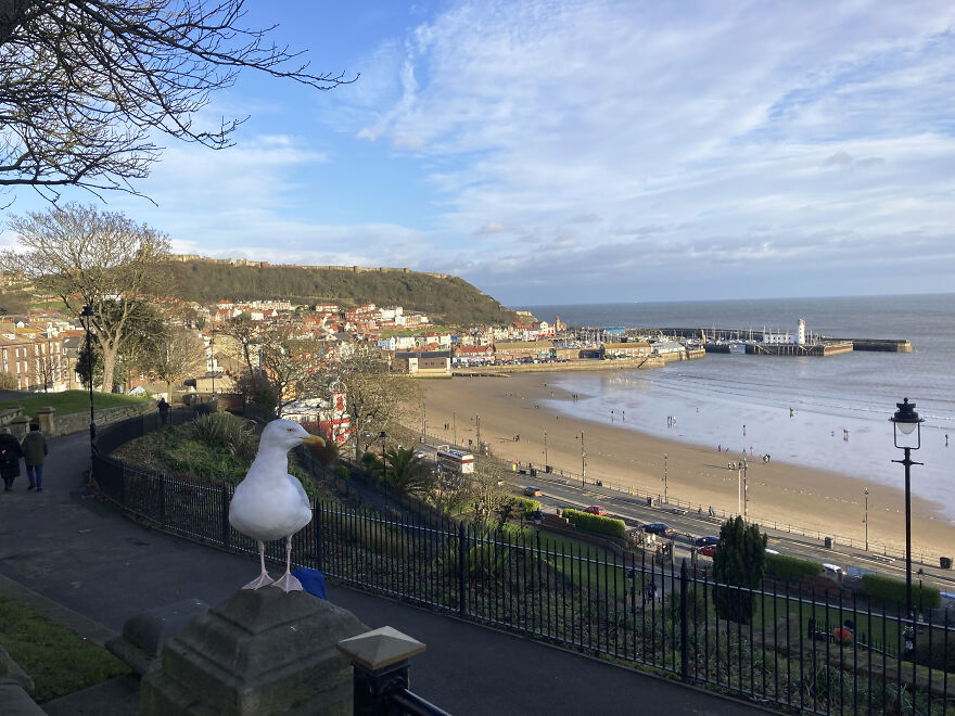 Thor, la morsa que visit&oacute; Scarborough y encant&oacute; a todos los vecinos