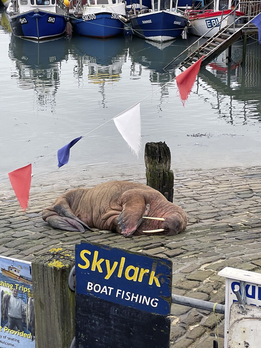 Thor, la morsa que visit&oacute; Scarborough y encant&oacute; a todos los vecinos