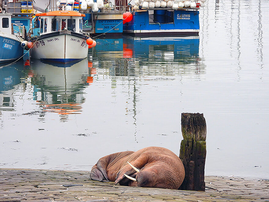 Thor, la morsa que visit&oacute; Scarborough y encant&oacute; a todos los vecinos