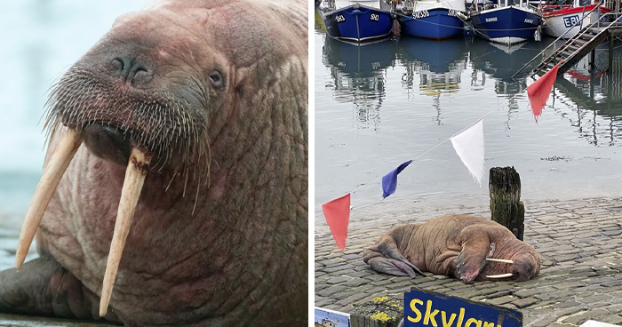 Thor, la morsa que visitó Scarborough y encantó a todos los vecinos