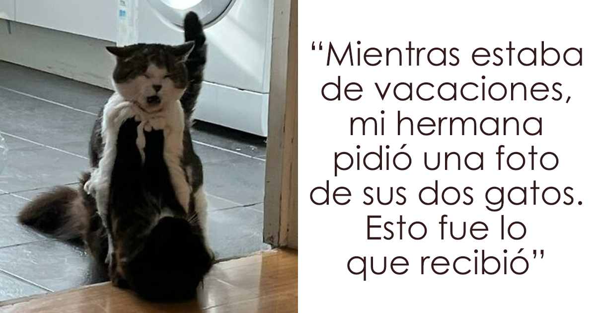 35 Momentos divertidos con gatos que había que compartir