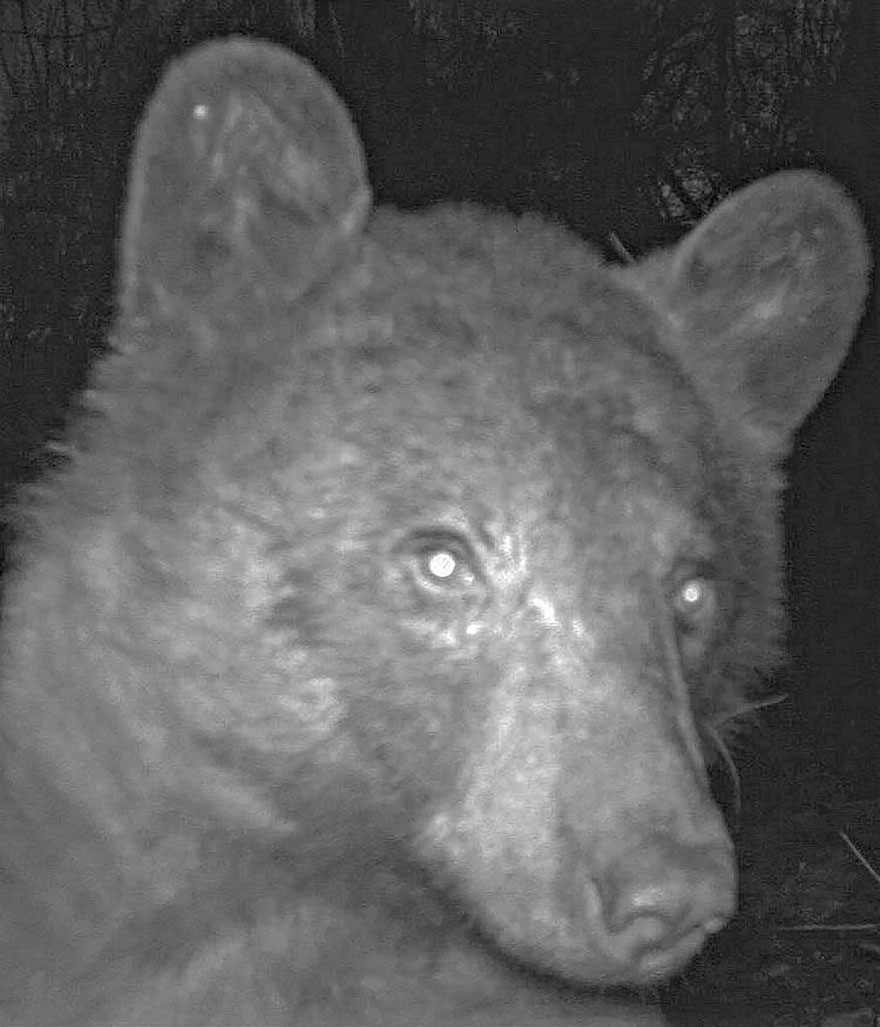 Este oso negro encontr&oacute; una c&aacute;mara en el bosque y se hizo 400 selfies