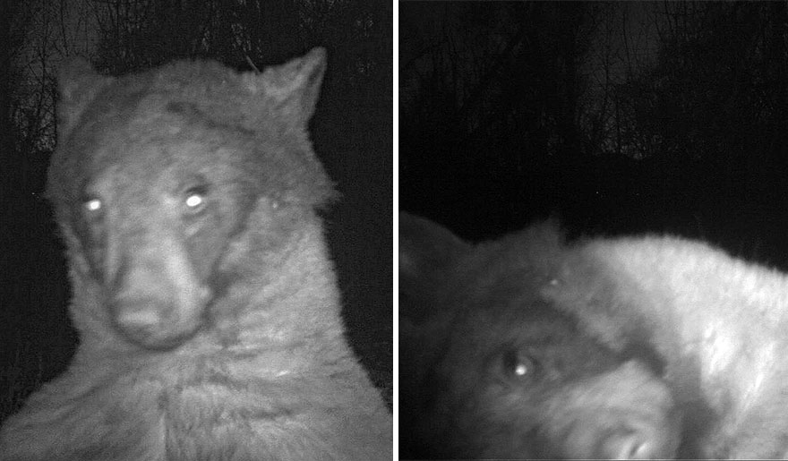 Este oso negro encontr&oacute; una c&aacute;mara en el bosque y se hizo 400 selfies