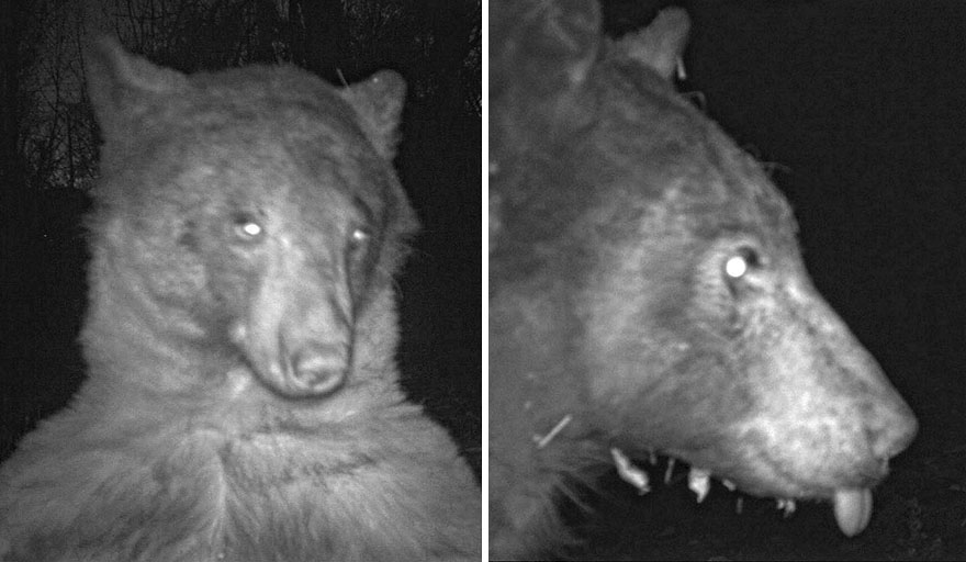 Este oso negro encontr&oacute; una c&aacute;mara en el bosque y se hizo 400 selfies