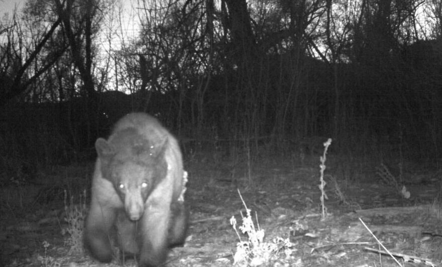 Este oso negro encontr&oacute; una c&aacute;mara en el bosque y se hizo 400 selfies
