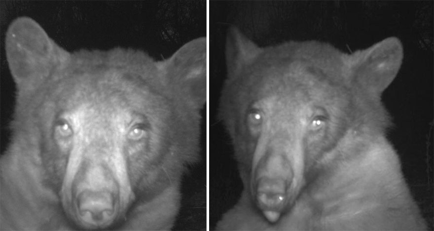 Este oso negro encontr&oacute; una c&aacute;mara en el bosque y se hizo 400 selfies