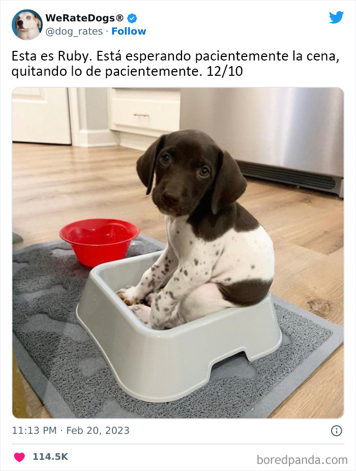 The “We Rate Dogs” Twitter Account With 9M Followers Rates People’s Dogs, And It’s As Hilarious As It Is Wholesome (50 New Pics)