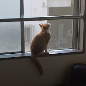 melquiadeselgato avatar