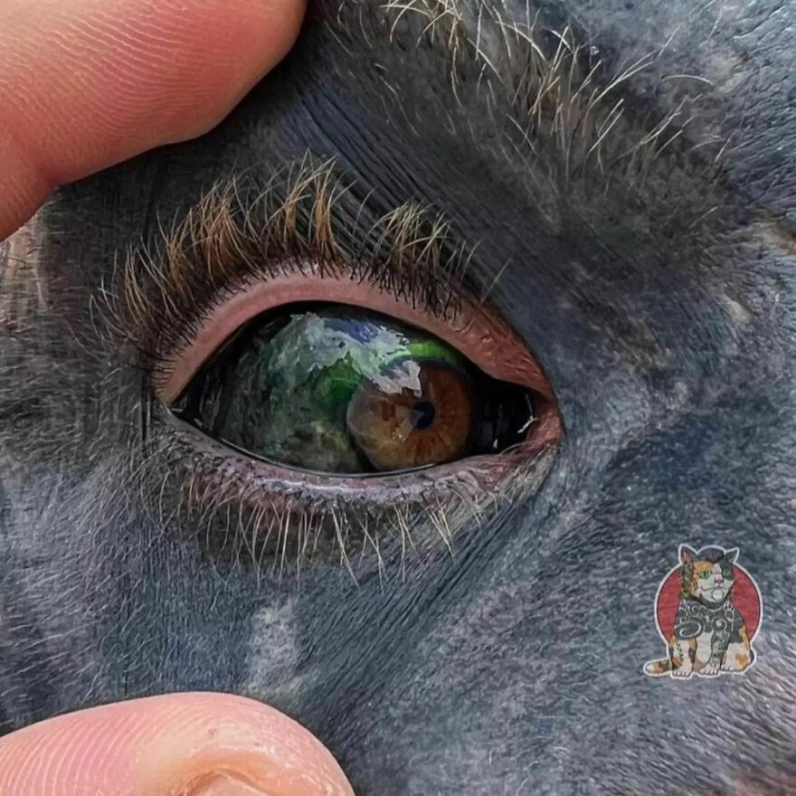 El Alien Negro: nunca imaginarás lo lejos que pueden llegar las modificaciones corporales