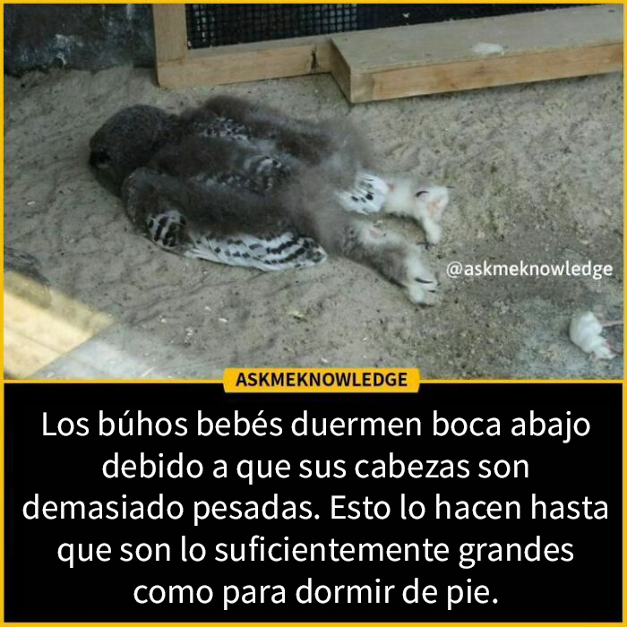 40 Interesting Facts About Practically Everything You Might Not Have Known, Shared By This Instagram Page