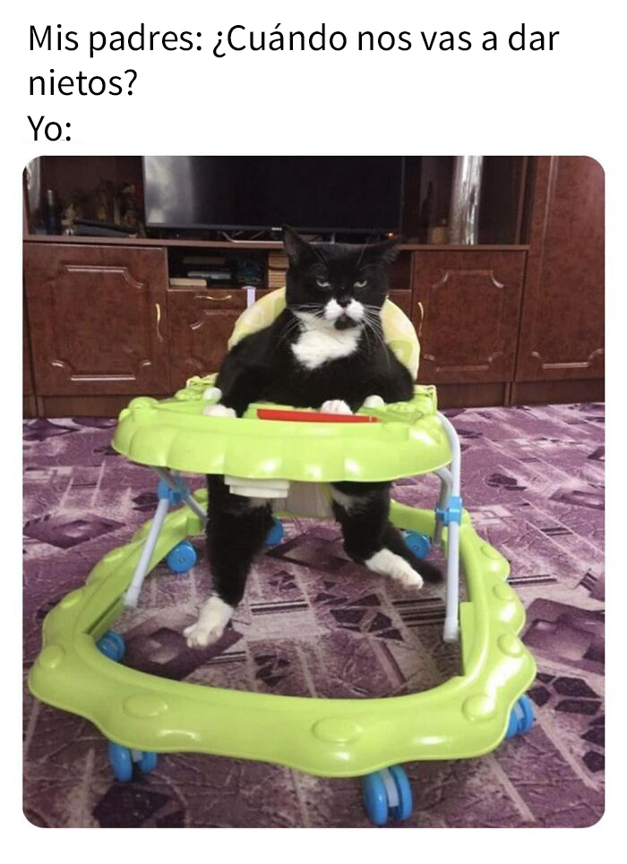 50 Of The Best Cat Posts That Are Impossible Not To Scroll Through