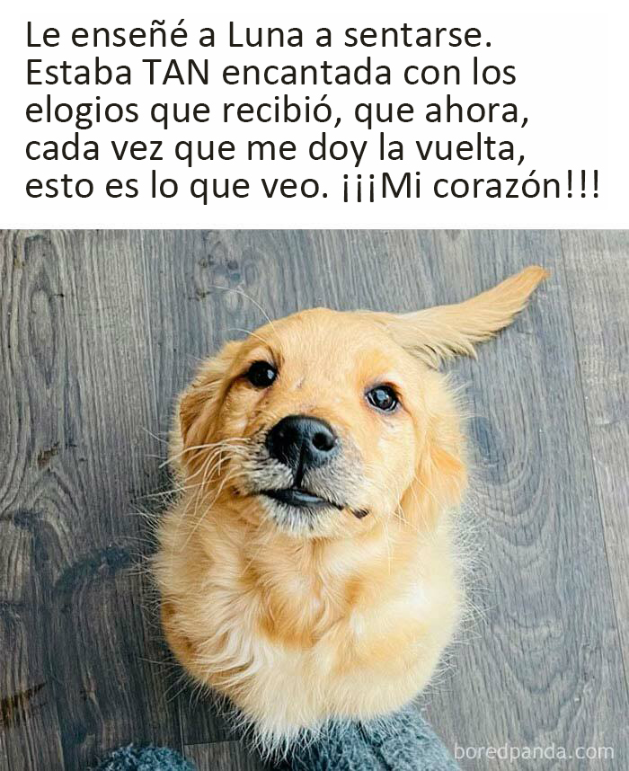 43 Of The Funniest Animal Memes To Put A Smile On Your Face, As Shared On This Facebook Page