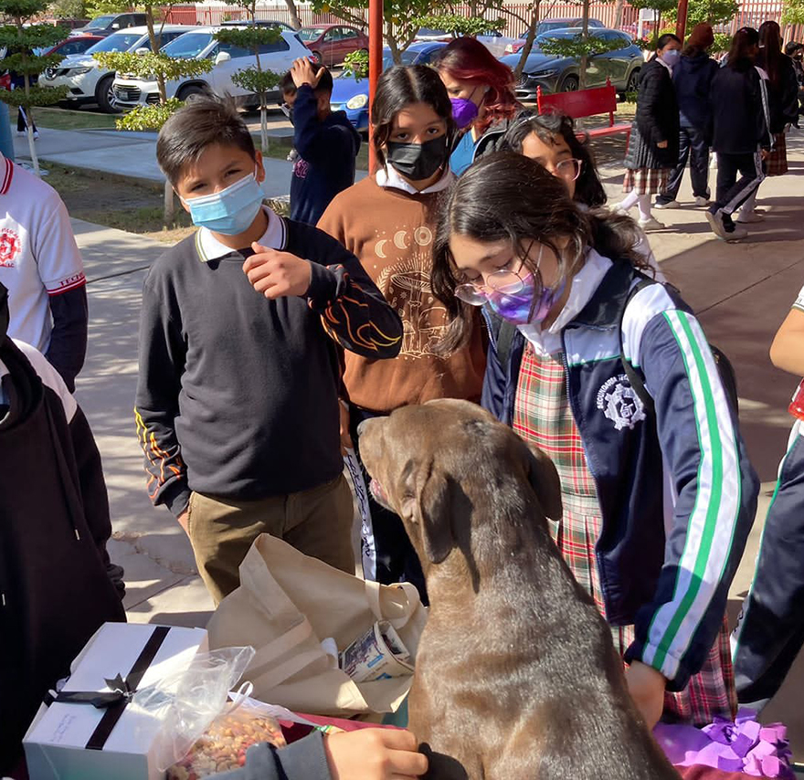 En esta escuela mexicana rescataron a una perrita, y poco después dio a luz a 8 adorables cachorros