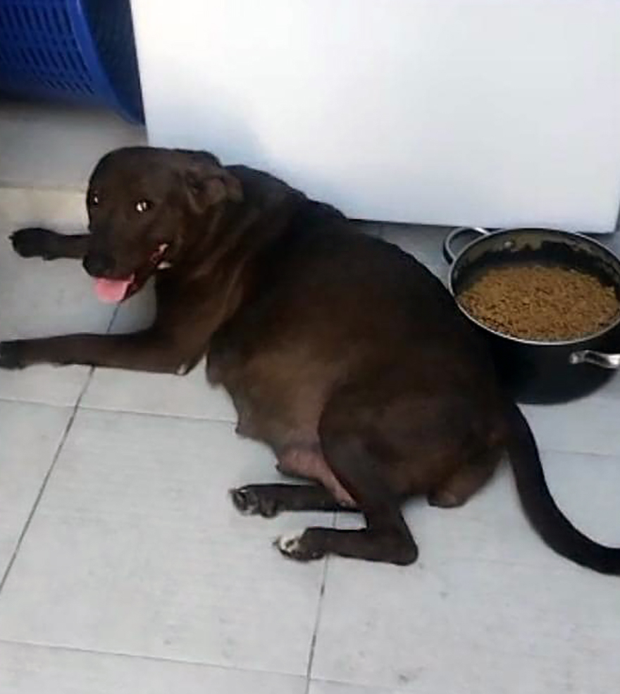 En esta escuela mexicana rescataron a una perrita, y poco después dio a luz a 8 adorables cachorros