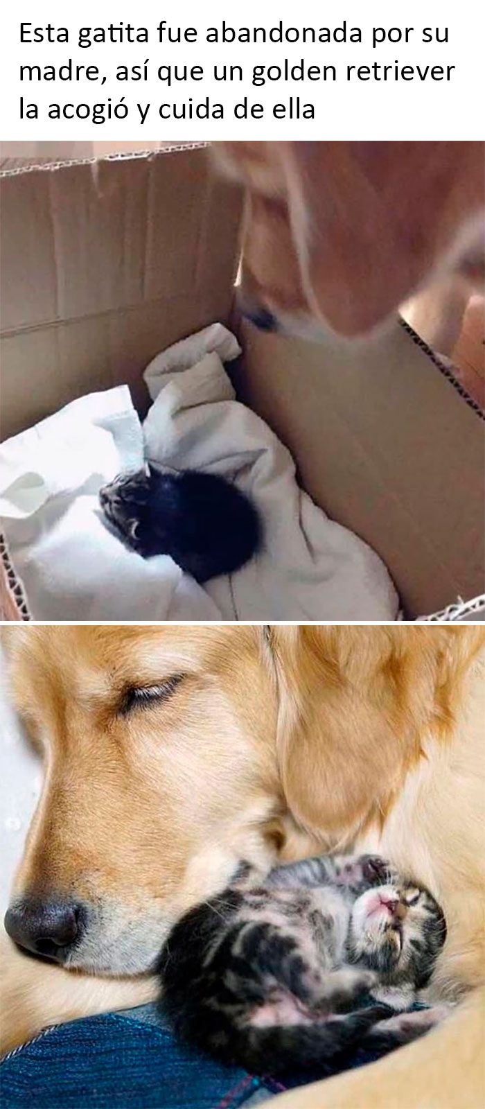 If The World Feels Like A Terrible Place, These 50 Wholesome Pics And Memes Might Cheer You Up