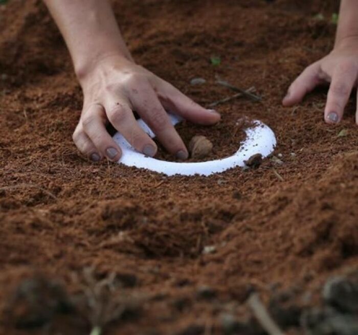 "El bosque de vida": Abre el primer cementerio ecológico donde los fallecidos se convierten en árboles