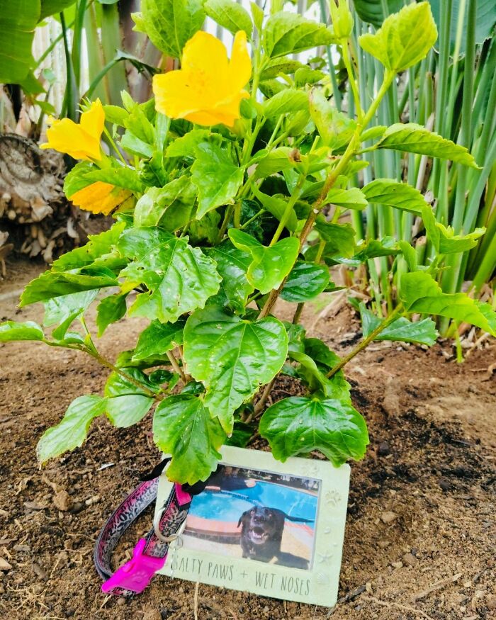 "El bosque de vida": Abre el primer cementerio ecológico donde los fallecidos se convierten en árboles