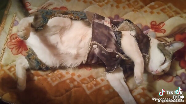 Este camionero chileno va siempre acompa&ntilde;ado de su gata, y es adorable