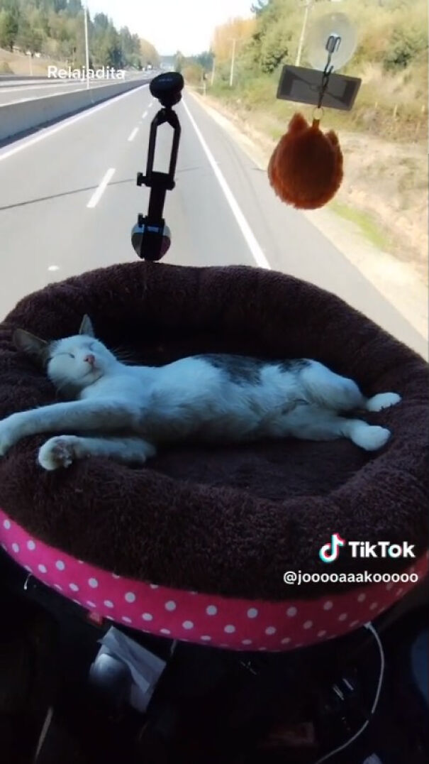 Este camionero chileno va siempre acompa&ntilde;ado de su gata, y es adorable