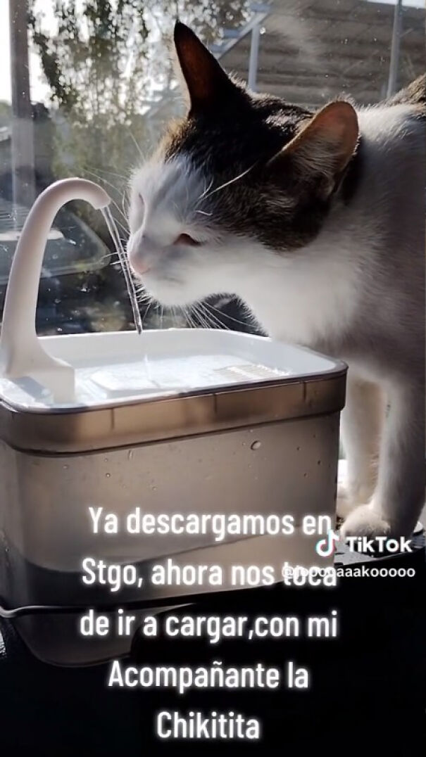 Este camionero chileno va siempre acompa&ntilde;ado de su gata, y es adorable