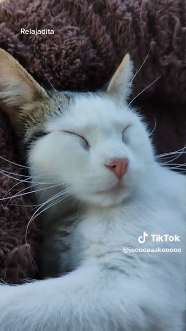 Este camionero chileno va siempre acompa&ntilde;ado de su gata, y es adorable