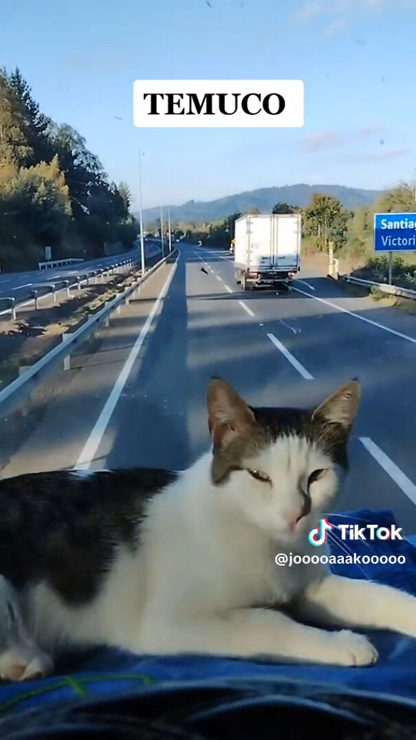 Este camionero chileno va siempre acompa&ntilde;ado de su gata, y es adorable