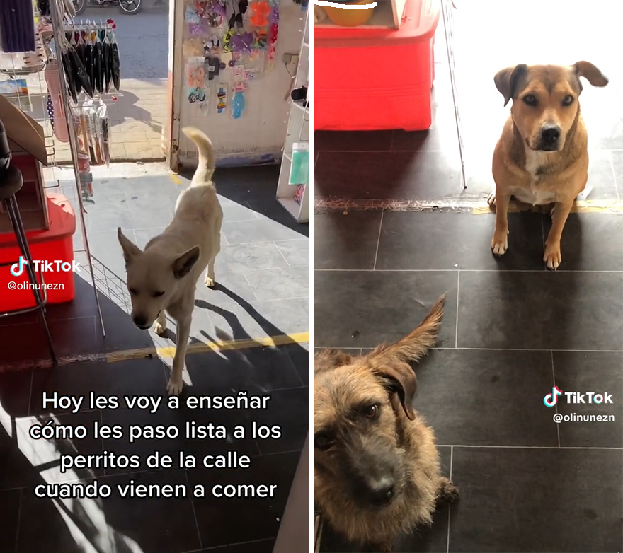 Esta mexicana pasa lista de los perros callejeros que la visitan para asegurarse de que ninguno se quede sin comer