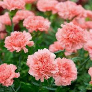 septembersalix avatar