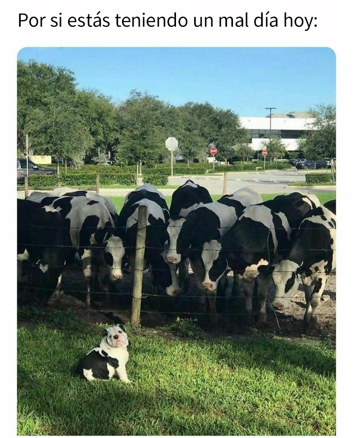 50 Hilarious, Relatable Or Just Plain Silly Memes